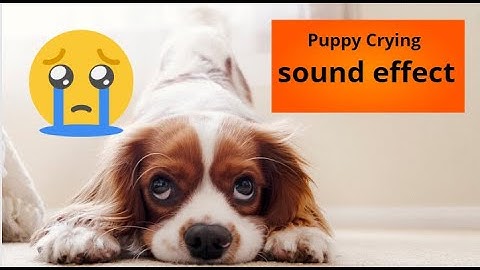 Dogs Puppy Crying Sound - Dog Crying Sound Effect to Stimulate your Dog