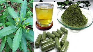 ស្តេចរុក្ខជាតិស្មៅប្រម៉ាត់មនុស្ស | អត្ថបទកែសម្រួលៈអ៊ាង សុផល្លែត