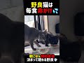 捕まってたまるか💢野良猫はハラハラ、ドキドキの人生を歩んでいます💨