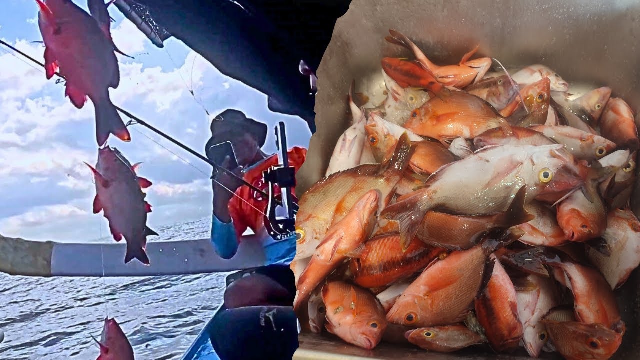 MANCING SANTAI‼️ STRIKE FULL BOX IKAN CUNDING