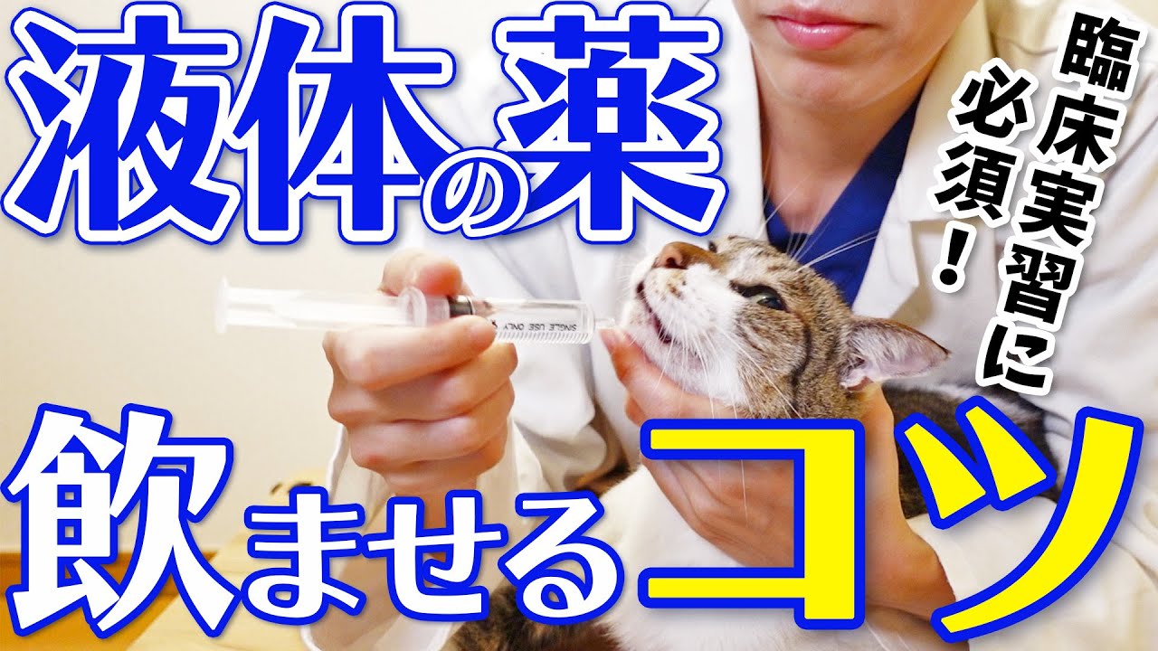 猫の液体薬の飲ませ方知ってますか？意外に多い間違いと上手く飲ませるコツを獣医師が実演します！