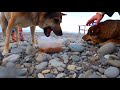 Шарик ест борщ с курочкой\ Клипса и Беляш бездомные собаки в Лазаревском \Море сегодня