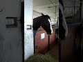 Смішний випадок з 2 конями на фермі