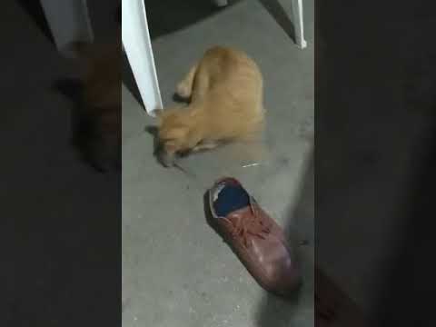 Stay at Home During Lock Down | Cat & Mouse Funny Video | Subscribe For more Fun