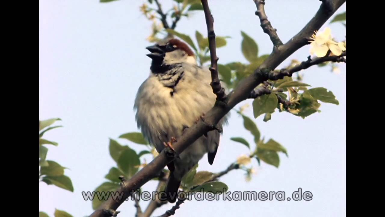 Haussperling singend