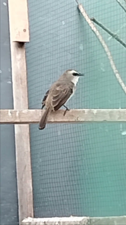 burung trucuk betina  #animal #birds #burungkicaudialamliar