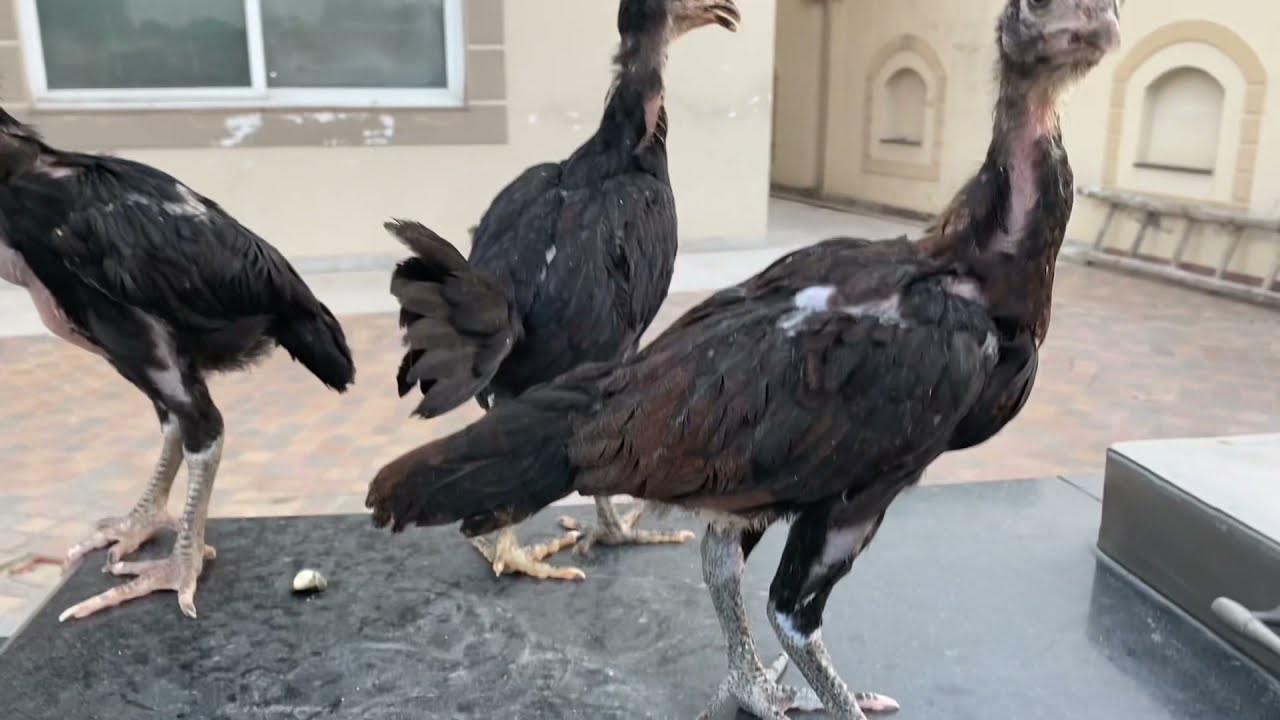 Thai Chicks Neck Locker breed