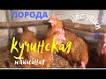 Куры несушки.  Кучинские юбилейные на моей мини ферме.