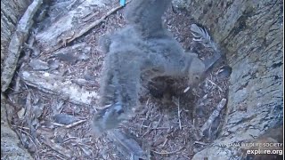 Big Sur CA Condors ~ PLAYTIME! Condor Chick #1031 Dances With A Feather! Hopping & Flapping! 6.13.20