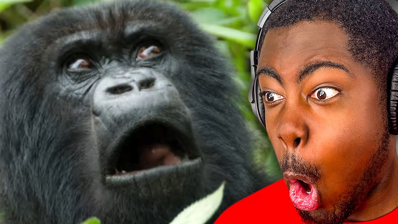 Гориллы на самом деле милашки, а не монстры!