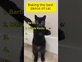 Raking the best dance of cat 😂😂 😂😍😁      #cat #catvideos #funny #catdance