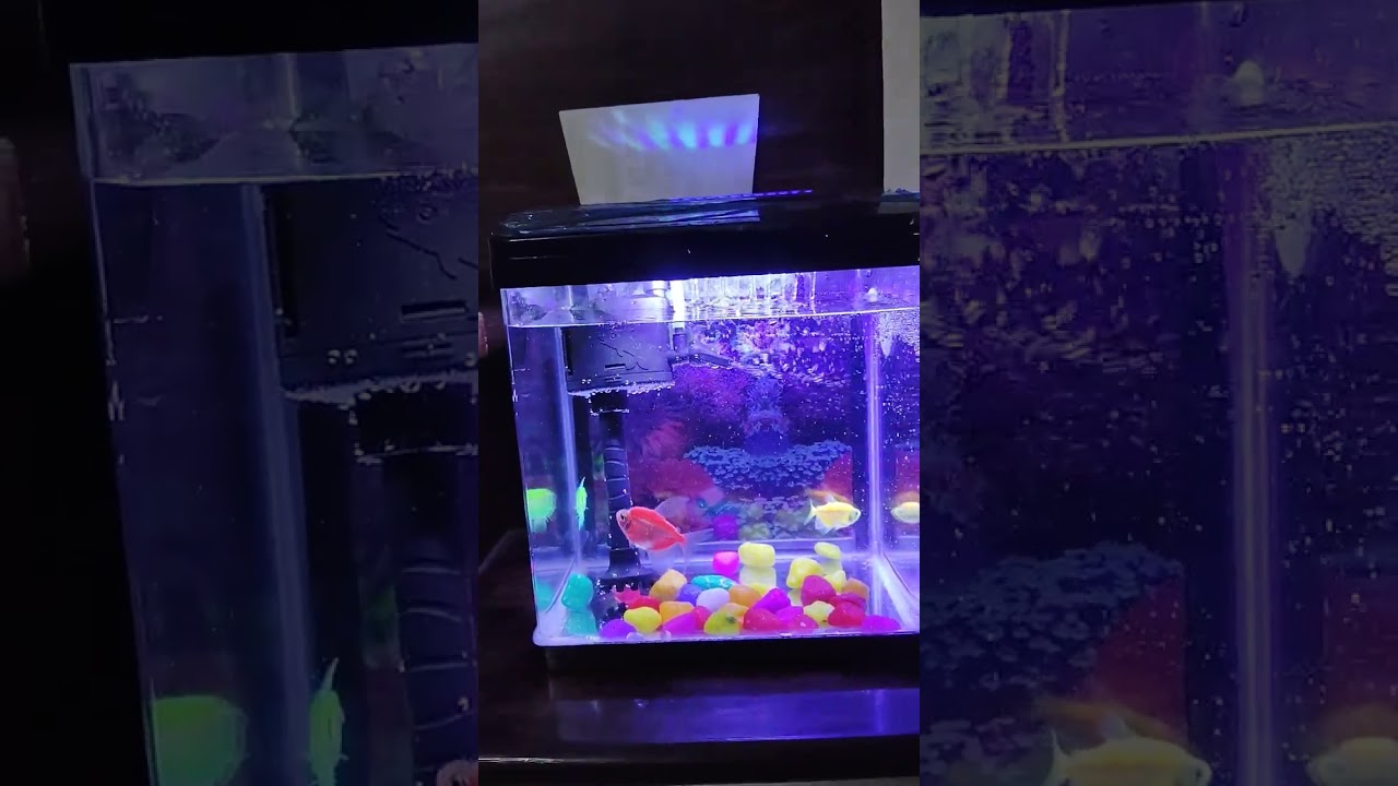 Fish Ride in  🌊🌊🌊 Water 