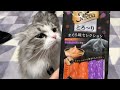 シーバ(Sheba)のおやつに大興奮したモフ猫が主の手をガッツリ掴んで離さなくなったｗ