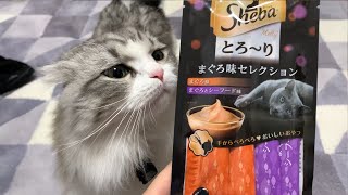 シーバ(Sheba)のおやつに大興奮したモフ猫が主の手をガッツリ掴んで離さなくなったｗ