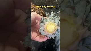 How to grow pineapple  الفيديو كامل في القناة