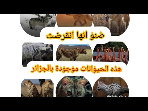 ضهور حيوانات ضنو انها انقرضت من الجزائر