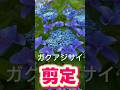 アジサイの花を剪定で終わらせる！