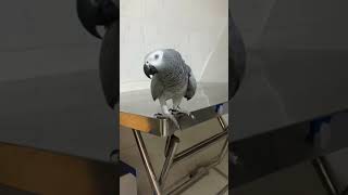 Conversation with Parrot Rocky Today is Like‍♀‍♀ #africangrey #talkingparrot #cuteparrot #pets