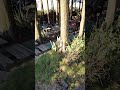 狗狗日常
