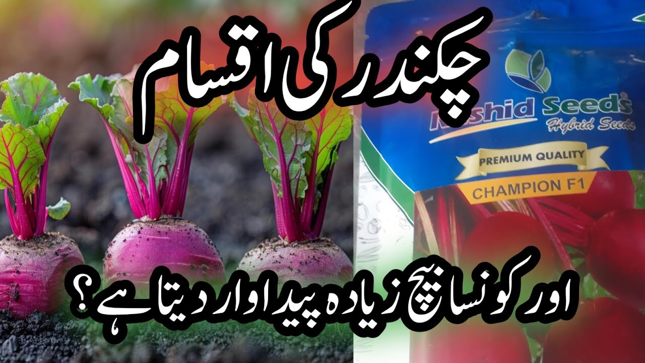 Top Varieties of Beetroot | Best Beetroot Seeds for High Yield