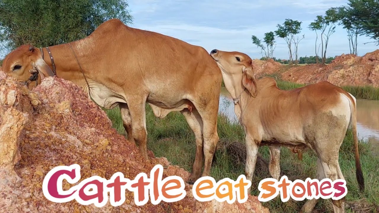 Cattle eat stones YouTube