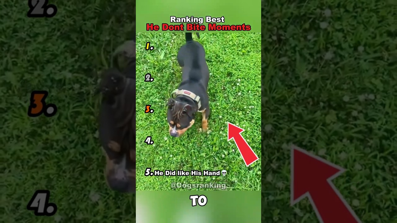 Ranking Best He Don't Bite Moments