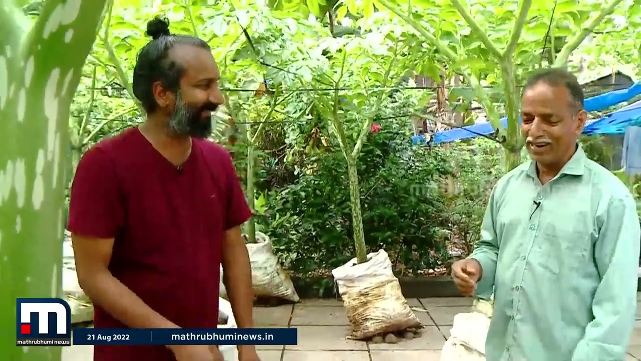 ഒരു തരി മണ്ണ് വേണ്ട, ഇനി എവിടെയും ചേന വളര്‍ത്താം| Elephant Foot Yam | Krishibhoomi |Mathrubhumi News