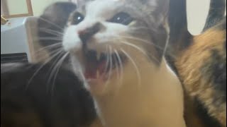 ぐるぐるクエスト！スマホたおしがあらわれた！