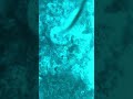 Aquatic life #fish #sea