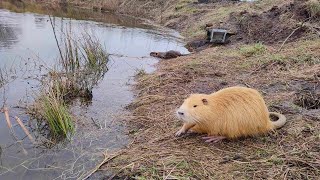 Wydra odwiedziła mój staw, przywitały ją nutrie i pastuch