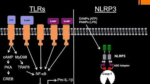 The Role of Inflammasomes in Benign Urologic Patho...