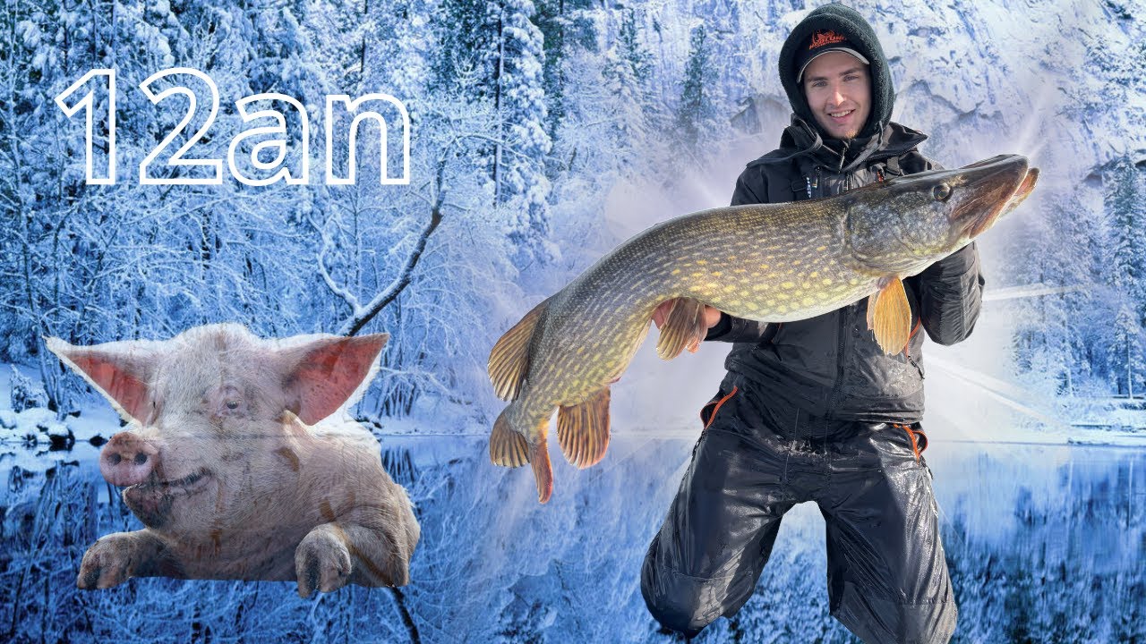 Supersize 12+ Gädda på ismete!!!