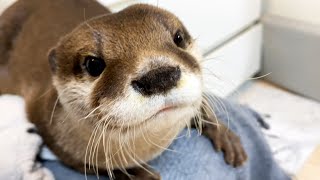 Aty and Ui's daily life [Otter life Day 483]