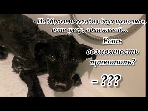 - Подбросили сегодня двух щеночков, один умер, один живой… Есть возможность приютить? -???