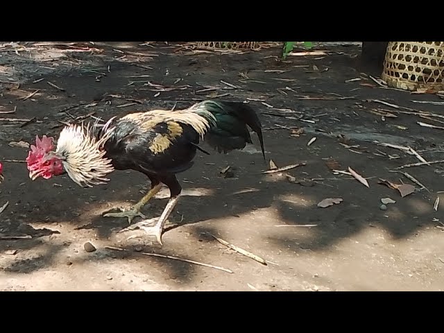 Giant Brahma Chicken 🐔😱 