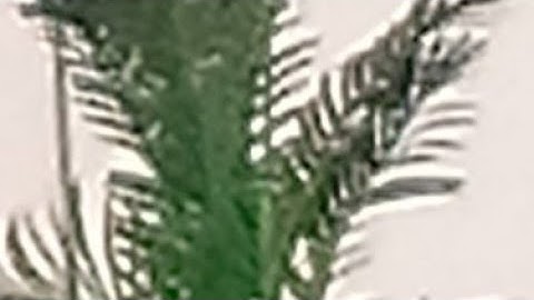 The Vicious Circle of Dishonesty and Distrust