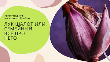 759. Лук шалот или семейный и все его секреты.