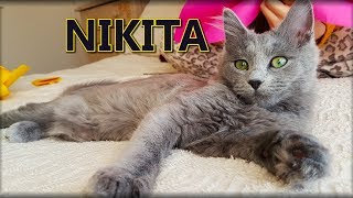 Meet Nikita the Nebelung