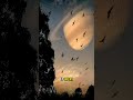 Moon and Saturn Conjunction! #Shorts