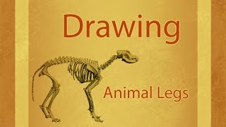 Drawing and rigging animal legs
