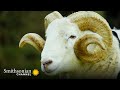 view Roger the Ram is Ready for his First Mating Season 🐏 Wild Tales from the Farm | Smithsonian Channel digital asset number 1