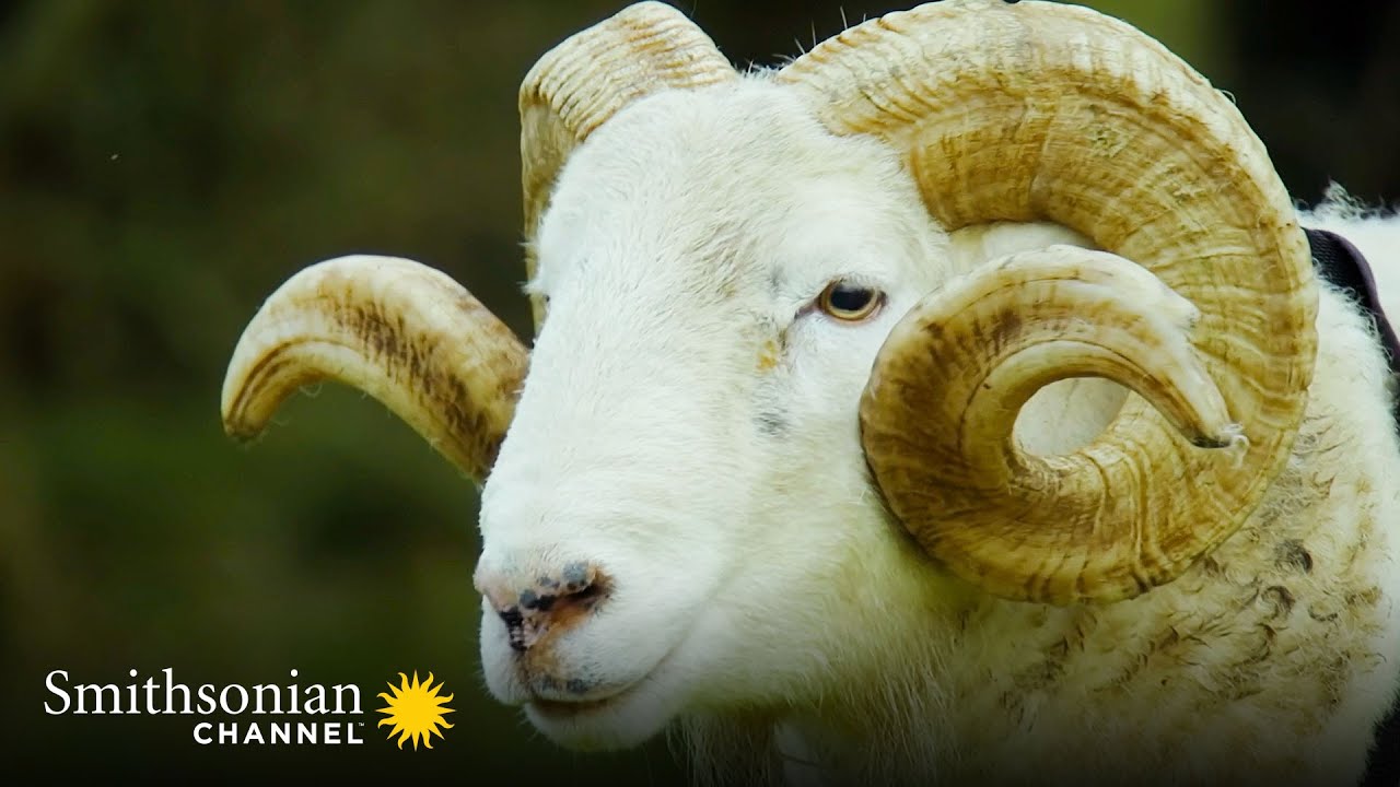 Roger the Ram is Ready for his First Mating Season 🐏 Wild Tales from the Farm | Smithsonian Channel