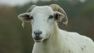 Roger the Ram is Ready for his First Mating Season 🐏 Wild Tales from the Farm | Smithsonian Channel
