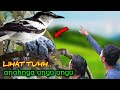 PANTAU SARANG BURUNG KAPASAN KEMIRI BERSAMA ARYA CHANNEL