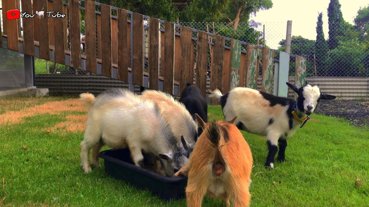 This goat is very smart and eats food.