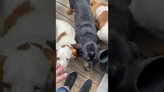 Stay dang it! by BassetBottomBassets European Basset Hound Puppies 190 views 2 years ago 1 minute, 37 seconds