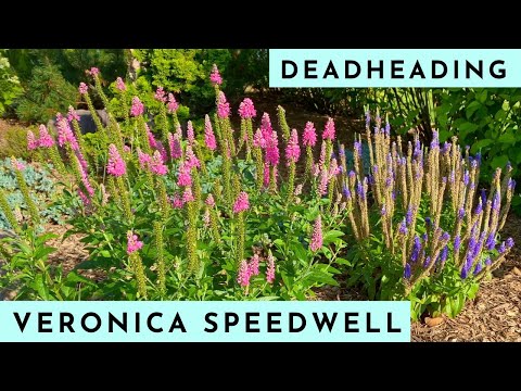 How To Deadhead Veronica Speedwell For More Flowers!