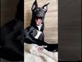 Dog Does An Amazing Magic Trick!