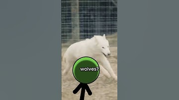 Dire wolves are NOT back