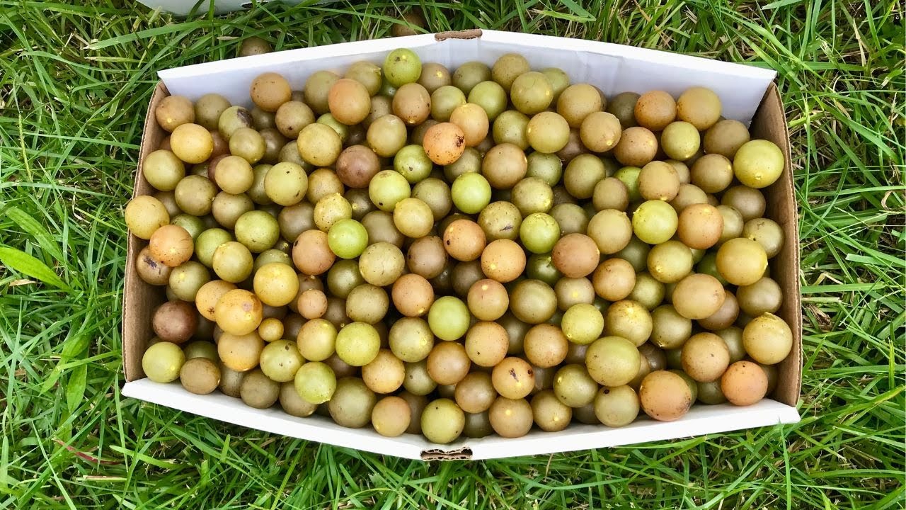 Picking muscadine grapes this Fall season 🍇🍂 / đi hái nho YouTube